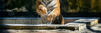 Bangladesh: dans les Sunderbans, la difficile protection des tigres du Bengale