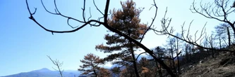 Après des incendies monstres, l'Albanie doit repenser l'avenir de ses forêts