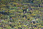 Bellingham va être transféré, Dortmund prêt à mettre le prix