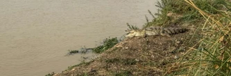 "Les oiseaux ne viennent plus": le nord du Nigeria face à la perte de biodiversité