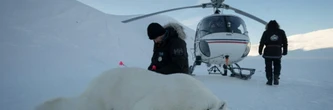 Dans l'Arctique, une expédition norvégienne réalise des biopsies sur des ours polaires