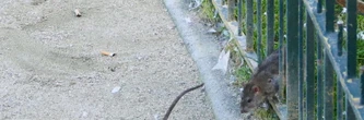 La rats à l'assaut d'une commune de Seine-et-Marne, elle a un sérieux problème avec les déchets