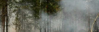 Dans la forêt de Fontainebleau, les pompiers luttent toujours pour arrêter la propagation des feux