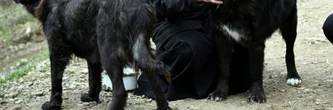 Dans les montagnes de Macédoine du Nord, le combat pour la reconnaissance des chiens Karaman