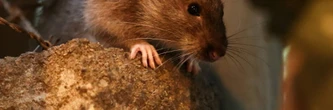 Stresser les rats, la méthode de New York pour éviter qu'ils ne se reproduisent
