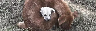 Une femme découvre un chien errant enroulé autour de son bébé pour le sauver du froid