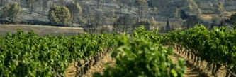 La vigne, un coupe-feu naturel qui s'estompe dans les Corbières