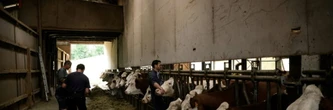 Dermatose des bovins: la ministre de l'Agriculture chez les éleveurs touchés