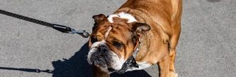 Roscoe est dans le coma, Lewis Hamilton ne sait pas s'il se réveillera un jour