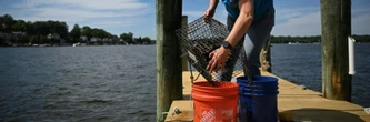 Aux Etats-Unis, des volontaires élèvent des huîtres pour nettoyer les mers