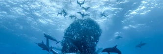 L'Appel de l'Océan : Disney + dévoile un documentaire choc pour sauver les fonds marins