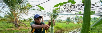 Sri Lanka: la difficile reconquête des terres agricoles polluées par le sel de mer