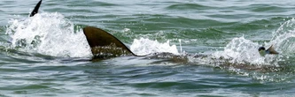 Sur une plage en Israël, le face-à-face dangereux entre requins et humains