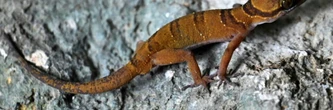 Du karst cambodgien jaillissent de nouvelles espèces animales