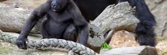 Des gorilles abandonnés dans un zoo fermé il y a trois ans, "ils ne devraient pas être encore ici"