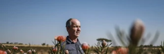 La protéa, fleur nationale de l'Afrique du Sud, menacée par le changement climatique