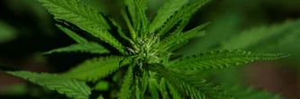 Un extrait de cannabis particulier soulagerait les douleurs lombaires chroniques, selon un essai clinique