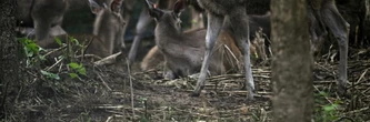 En Thaïlande, des proies lâchées dans la jungle pour sauver les tigres