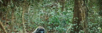 The Wild Ones : le documentaire époustouflant pour sauver le monde animal sur Apple TV +