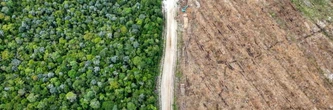 Une forêt indonésienne rasée pour un fabricant d'emballages "neutres en carbone"