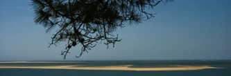 Au large de la dune du Pilat, un "joyau" de biodiversité en péril