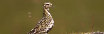 Un oiseau protégé pond un œuf sur la ligne médiane, le stade ferme pendant un mois
