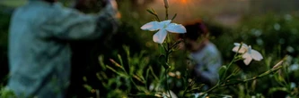 Essence de grands parfums, le jasmin égyptien se fane sous le réchauffement