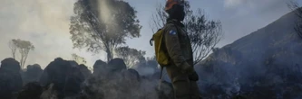 La destruction des forêts tropicales à un niveau record, sous l'effet des incendies