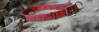 En Corée du Sud, des milliers de chiens disparus avant l'interdiction de leur viande
