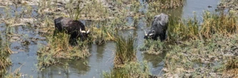 Dans les mythiques marais d'Irak, l'errance des éleveurs de buffles privés d'eau
