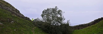 Annonce de la peine pour deux hommes qui ont abattu l'arbre le plus célèbre d'Angleterre