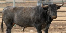 Las Ventas reabre hoy sus puertas con los victorinos