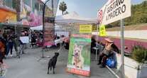 SONDEO ¬ Capitalinos y activistas exhiben el maltrato y abandono de perros peregrinos