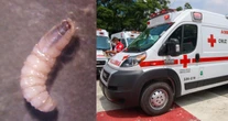 Tercer caso de miasis por gusano barrenador en un ser humano se detecta en Chiapas