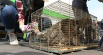 Venta de animales será prohibida en el Mercado de Sonora desde 2026, afirma Alcaldesa