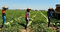 Los migrantes pagan más en impuestos que los hogares más ricos de EU, afirma informe