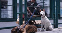 ¿Te pueden multar por no registrar a tu mascota en la CdMx? La Agatan aclara dudas