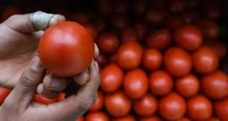 Dependencias fijan precio de exportación de jitomate; fue idea de productores: CSP
