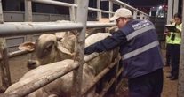 Agricultura contratará a más de 100 chapingueros para combatir al gusano barrenador