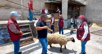 Edomex entrega animales, alimentos y materiales incautados en "Operación Liberación"