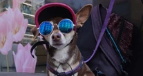 La SSC-CdMx advierte por golpes de calor en mascotas; estas son las señales de alerta