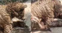 VIDEO ¬ Profepa revisa salud de osa negra en zoológico de NL tras abandono evidente