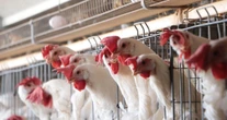 México suspende importación de todos los productos avícolas de Brasil por gripe aviar