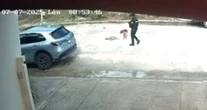 VIDEO ¬ Policías de Quintana Roo atropellan a un perro que dormía en la calle