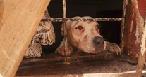 La FGJ-CdMx crea Agencia de Investigación de Maltrato o Crueldad Animal. ¿Qué hará?