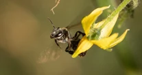 Las abejas solitarias del desierto mexicano a través del lente de Diana Caballero
