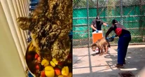 La osa "Mina" es trasladada a fundación en Hidalgo; inicia "nueva vida", dice Profepa