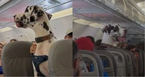 VIDEO ¬ Gran danés viaja como pasajero en avión de CdMx a Vallarta y conquista redes