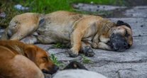 Perros envenenados aparecen en San Gregorio Atzompa, Puebla; exigen vigilancia