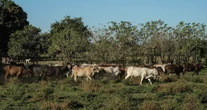 Agricultura de EU anuncia apertura gradual de la frontera sur para el ganado mexicano